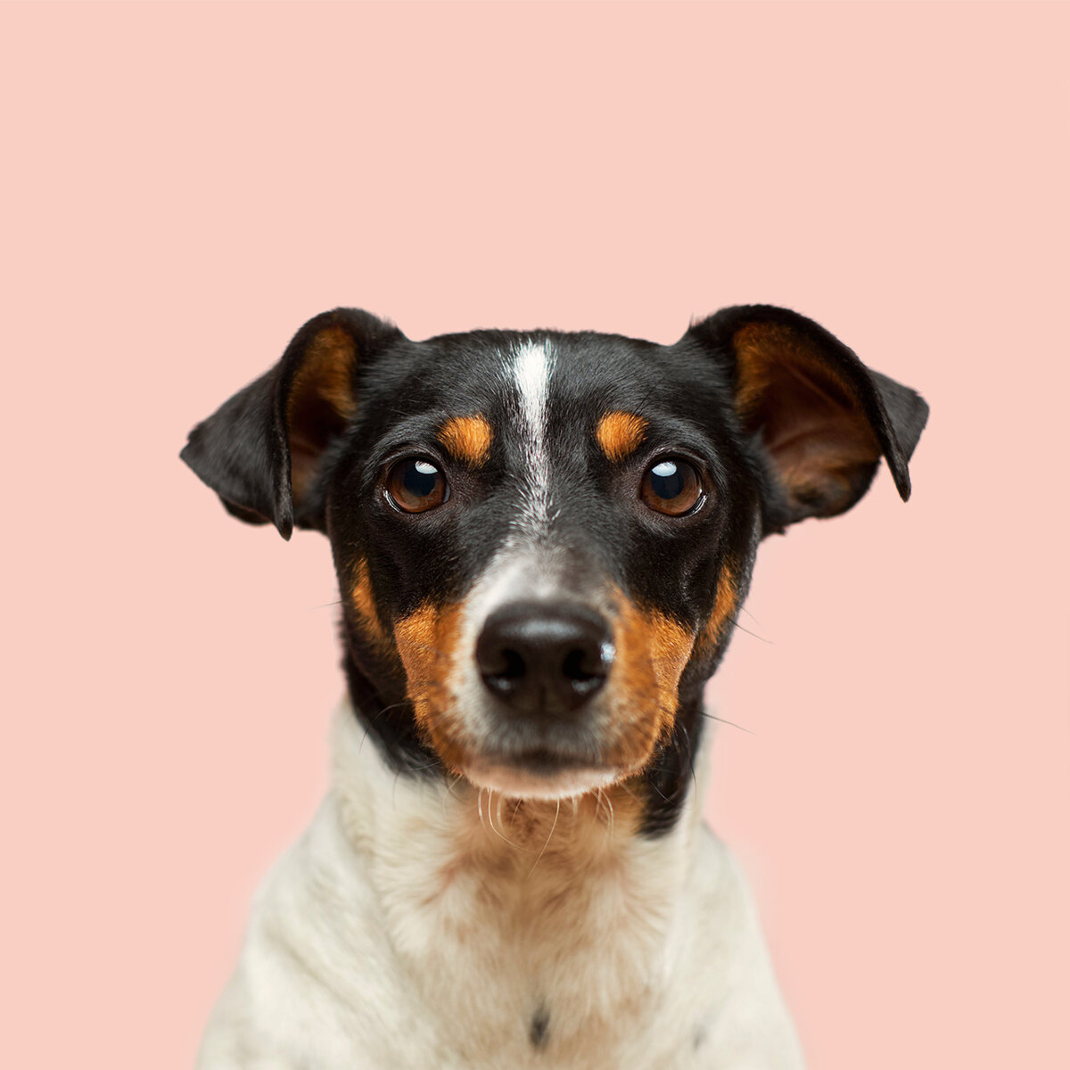 Portrait eines kleinen Hundes vor rosa Hintergrund.